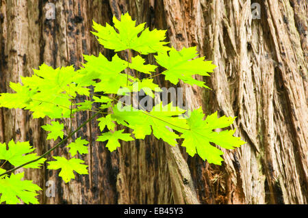 Unten Ahornblätter mit Coast Redwood, Prairie Creek Redwoods State Park, Redwood National Park, Kalifornien Stockfoto