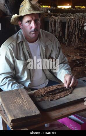 Eine kubanische Mann Hand bilden der Zigarren auf seiner Ranch in der Nähe von Vinales in der Pinar del Rio von Kuba. Stockfoto