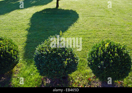 Morgens Schatten in schönen Ziergarten Stockfoto