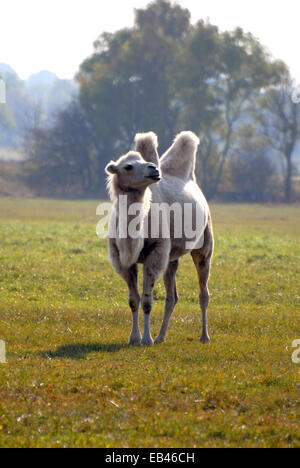 Weißen Kamel (Camelus Bactrianus) auf Wiese in Öland, Schweden Stockfoto