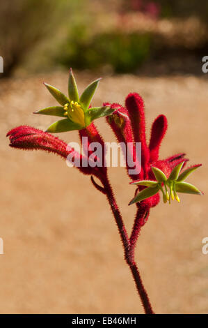 Anigoxanthos Rufus, Red Kangaroo Paw im Kings Park, Perth, WA, Australien Stockfoto