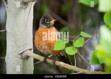 Eine männliche American Robin (Turdus Migratorius) sitzt auf einem Beben Aspen (Populus Tremuloides) im Frühjahr thront.  Kanada. Stockfoto
