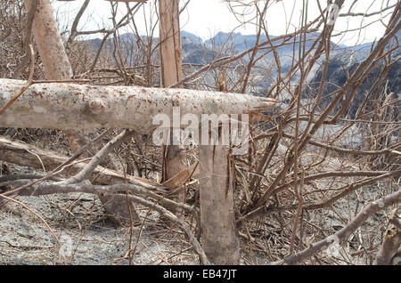 Der Natur neue Landschaft, erstellt durch den Ausbruch des Mount Kelud, füllt ein Meer aus Sand Schluchten Stockfoto