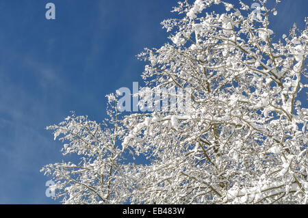 Schneebedeckte Zweige gegen blauen Himmel Stockfoto