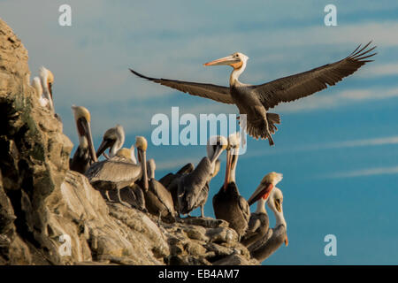 Juvenile Brown Pelican kommen für eine Landung auf einem Felsen mit blauem Himmel Wolken und eine Gruppe von Pelikanen. Stockfoto