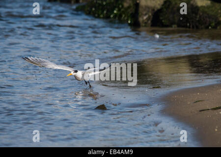 Gemeinsame Runde im Flug direkt an den Strand. Stockfoto