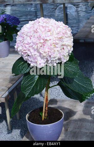 Rosa Hydrangea Macrophylla Avantgarde im Topf auf dem Display auf Keukenhof Garten Holland Stockfoto