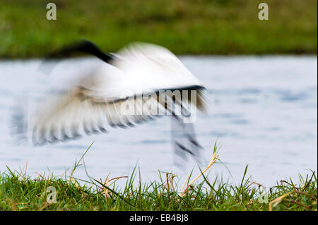 In einer Flut von Federn und Flügel fliegt ein Sacred Ibis aus einem Feuchtgebiet. Stockfoto