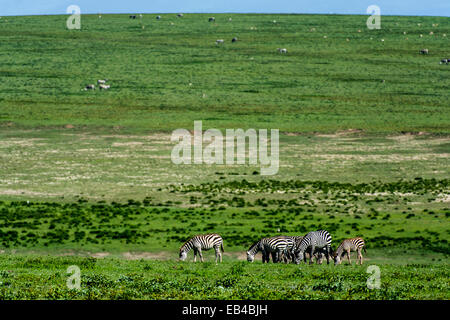 Eine Herde von Zuschüssen Zebra auf der riesigen kurze Grasebenen der Savanne grasen. Stockfoto