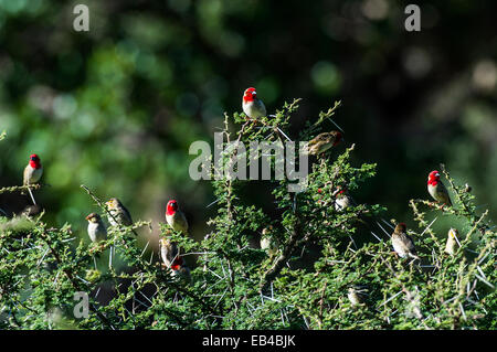 Eine Herde von Kardinal Quelea thront in den dornigen Zweigen von einer Dach-Thorn-Akazie. Stockfoto