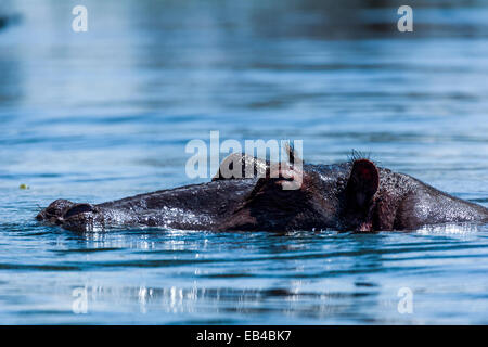 Ein Nils Nilpferd schwimmen auf der Oberfläche von einem Lake Naivasha. Stockfoto
