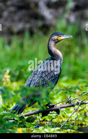 Ein weißes-breasted Kormoran-Schlafplatz auf einem Ast über dem See bedeckt Wasserhyazinthe. Stockfoto