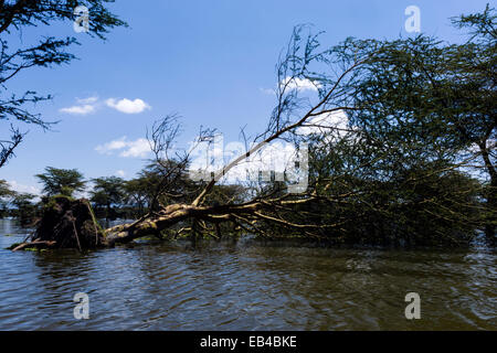 Eine Akazie gestürzt durch Hochwasser in einem Süßwassersee. Stockfoto