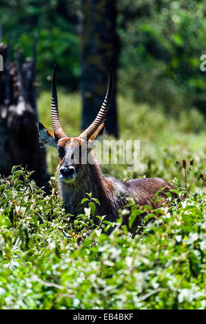 Ein Wasserbock stehen in Dichter Vegetation in einem Wald Waldlichtung. Stockfoto