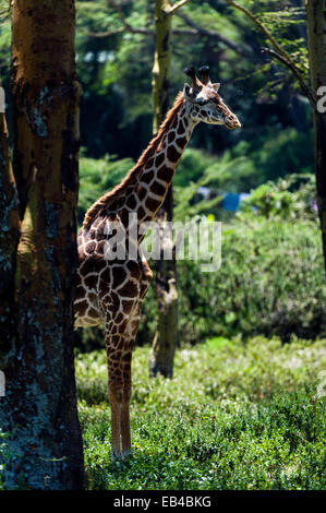 Ein Maasai Giraffe ausruhen im Schatten vor der Hitze des Tages in einem Wald Waldlichtung. Stockfoto