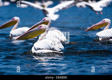 Eine Herde von große weiße Pelikane schwimmen auf der Oberfläche von einem überfluteten Süßwassersee. Stockfoto