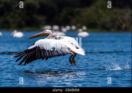 Ein Rosapelikan Flug von der Oberfläche des überfluteten Süßwassersee. Stockfoto