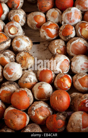 Italien, Pilz, Markt, junge amanita Caesars Stockfoto