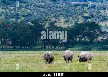 Eine Herde von Breitmaulnashörner grasen auf den kurzen Gräsern der Savanne schlicht. Stockfoto