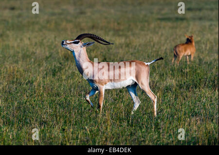 Eine Grants Gazelle stolzieren und ein Weibchen in Brunst während der Paarung Anzeige Beduftung. Stockfoto