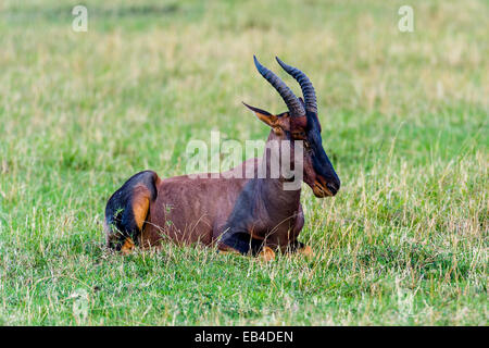 Ein Topi ruht auf der kurzen Rasen Savanne schlicht. Stockfoto