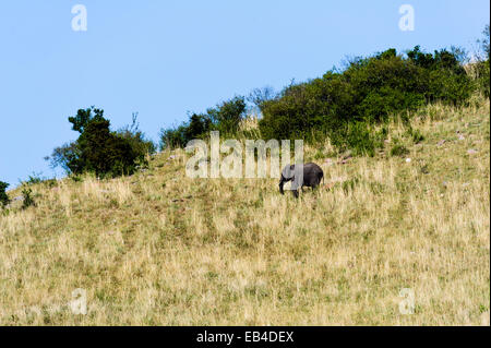 Ein Sub-Erwachsener afrikanischer Elefant absteigend von einem kleinen Hügel in der Savanne. Stockfoto