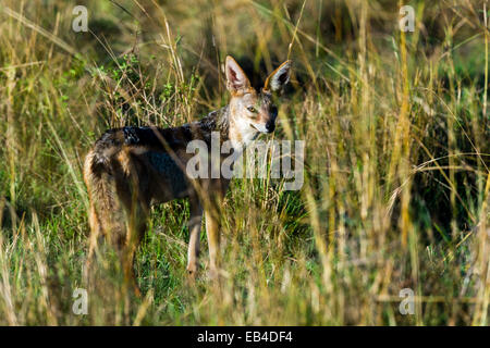 Ein Goldschakal späht verdächtig aber dem hohen Rasen in der Savanne schlicht. Stockfoto