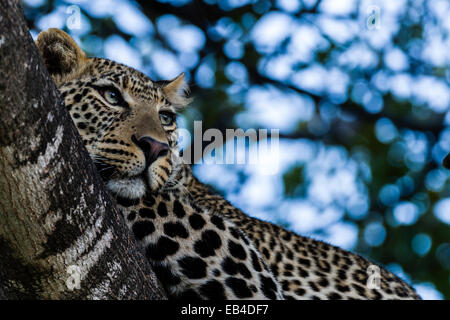 Ein afrikanischer Leopard starrt unverwandt Tiere grasen in der Savanne aus seinen Schlafplatz auf einem Ast. Stockfoto