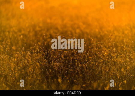 Ein Meer von goldenen Aussaat Gräser sind hinterleuchtet von der untergehenden Sonne in der Savanne schlicht. Stockfoto