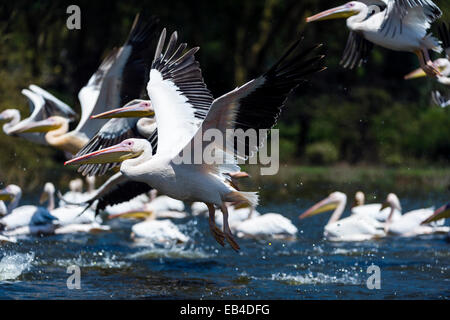 Eine Herde von große weiße Pelikane die Flucht von der Oberfläche des überfluteten Süßwassersee. Stockfoto