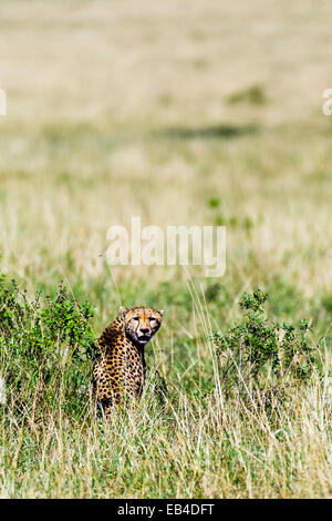 Eine weibliche Cheetah sieht über die Schulter von Grasland in der Savanne schlicht. Stockfoto