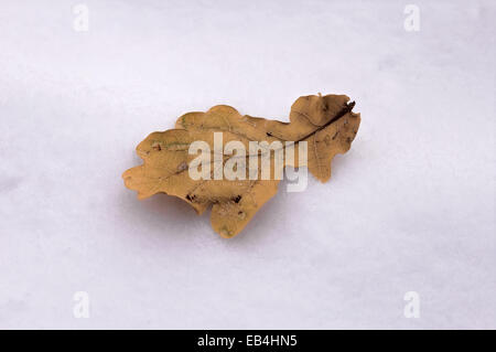 Welkes Blatt auf dem Schnee durch ein Tag ohne Sonne. Stockfoto