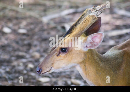 Niedliche Damwild im zoo Stockfoto