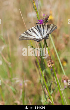 Schmetterling im natürlichen Umfeld Stockfoto