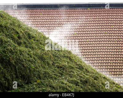 Deutschland Bayern Hopfen geerntet Abfall Rest als Dünger Dung Kompost deutsches Bier Reinheitsgebot Stockfoto