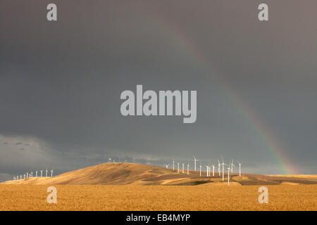 Unter einer dunklen, stürmischen, grauen Himmel erstreckt sich ein Regenbogen über ein Weizen Feld und Windmühle Turbinen. Stockfoto