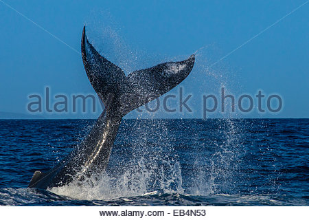 Fluke, Lob-Tail, Buckelwal (Impressionen Novaeangliae), gefährdete Arten, Hawaii-Inseln Buckelwal National Marine Sanctuary, Maui, Hawaii Stockfoto