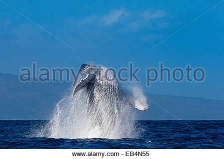 Ein Buckelwal Breschen in den Pazifischen Ozean. Stockfoto