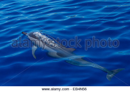 Blick von oben auf einen Spinner-Delphin Schwimmen auf der Oberfläche des Ozeans. Stockfoto