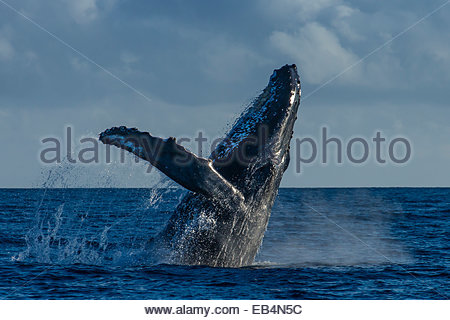 Ein Buckelwal Breschen in den Pazifischen Ozean. Stockfoto