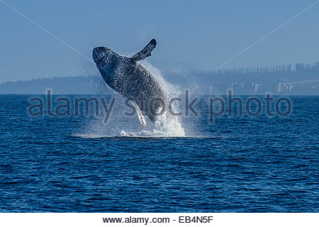 Ein Buckelwal Breschen in den Pazifischen Ozean. Stockfoto