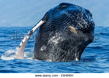 Vorderansicht der ein Buckelwal Verletzung aus dem Pazifischen Ozean. Stockfoto
