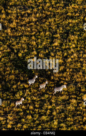 Eine Luftaufnahme einer Herde von Grant Zebra Migration und Weiden auf der weiten kurzen Rasen Savanne schlicht in der Morgendämmerung. Stockfoto