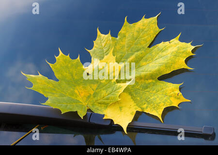 Herbst Blatt auf einer Windschutzscheibe Stockfoto