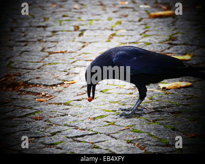 Crow Raven Black Bird kämpfenden Cheatnut Fall Stockfoto