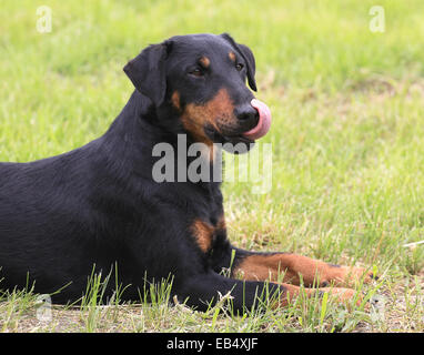 Deutscher Jagdterrier liegen auf einem grünen Rasen Stockfoto