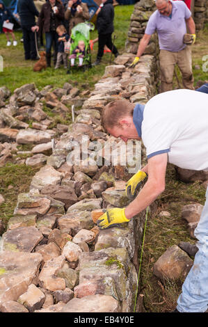 Eine Trockenmauer bauen Wettbewerb auf Reeth, Swaledale in den Yorkshire Dales in Yorkshire, England, Großbritannien, Vereinigtes Königreich Stockfoto