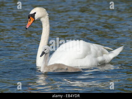 Weibliche Schwan und Baby schwimmt auf Wasser Stockfoto