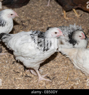 Junge Hühner auf Hazel Braue Bauernhof in der Ortschaft Low Zeile im Swaledale, North Yorkshire, England, Großbritannien, Uk