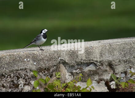 Weiße Bachstelze, Motacilla Alba, an einer Wand Stockfoto